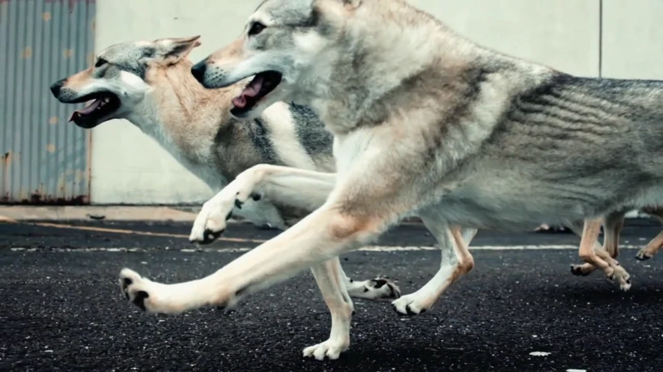 Vhils x U2 “Raised by Wolves” — Explosives work, 2014, Lisbon, Portugal